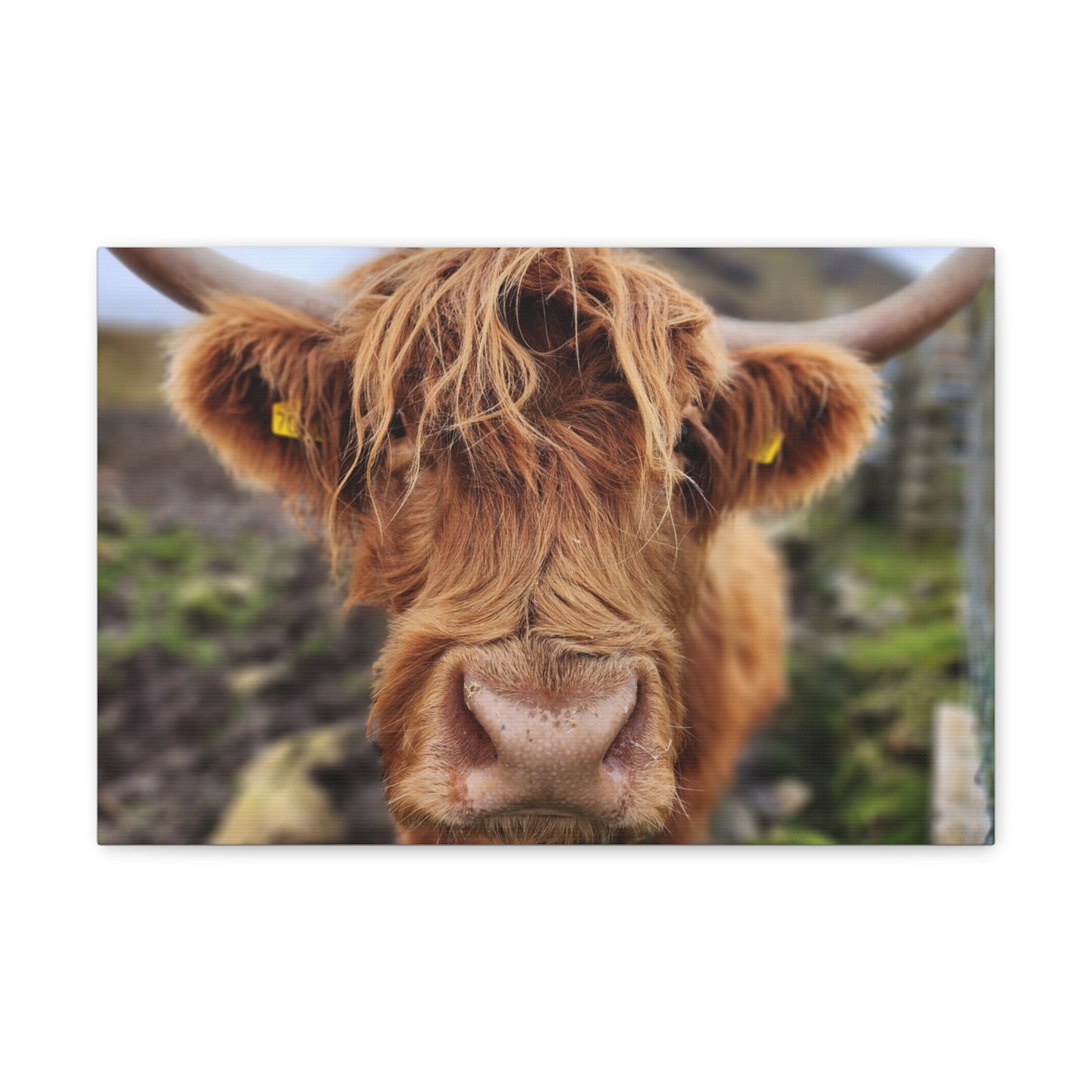 Highland Cattle Canvas Gallery Wraps