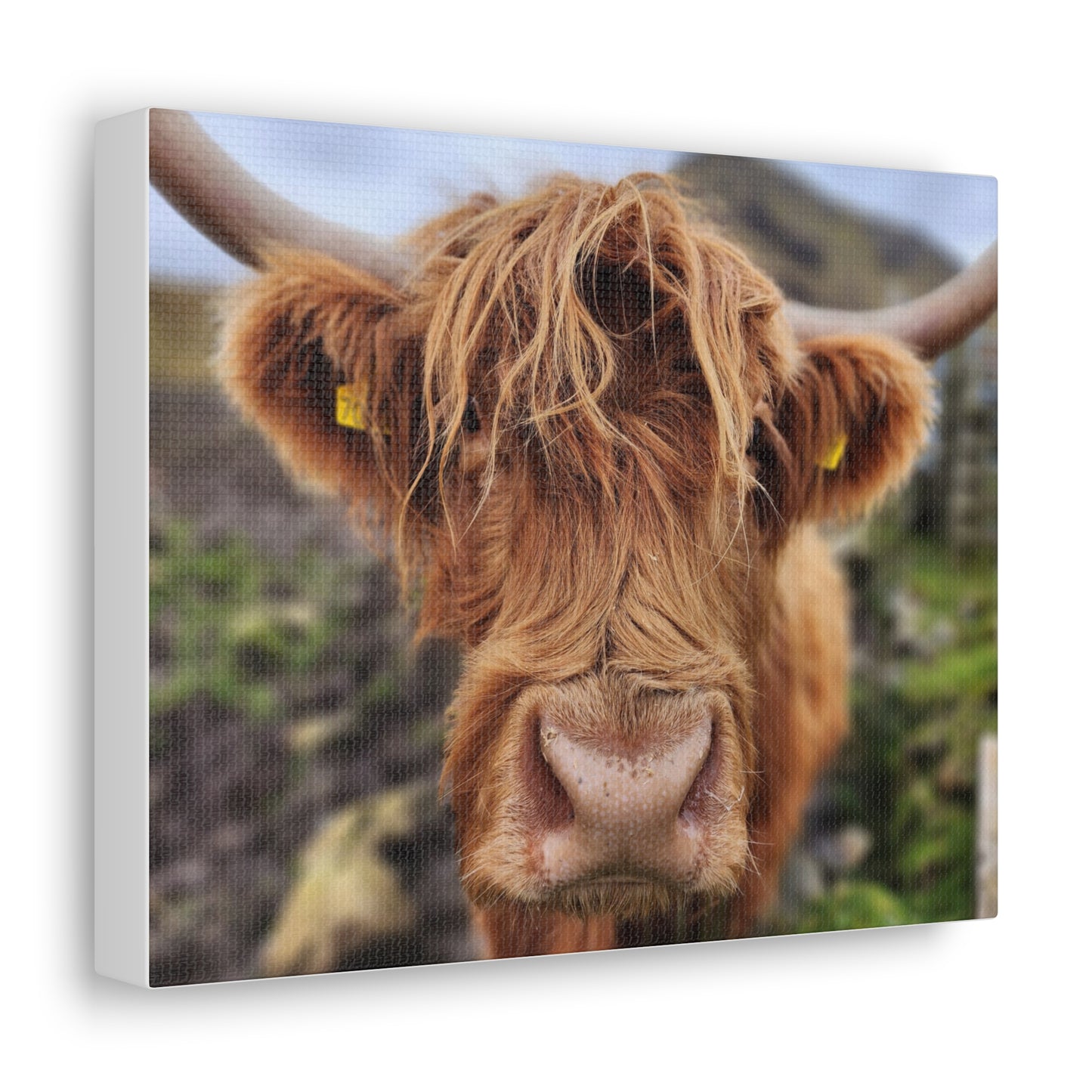 Highland Cattle Canvas Gallery Wraps