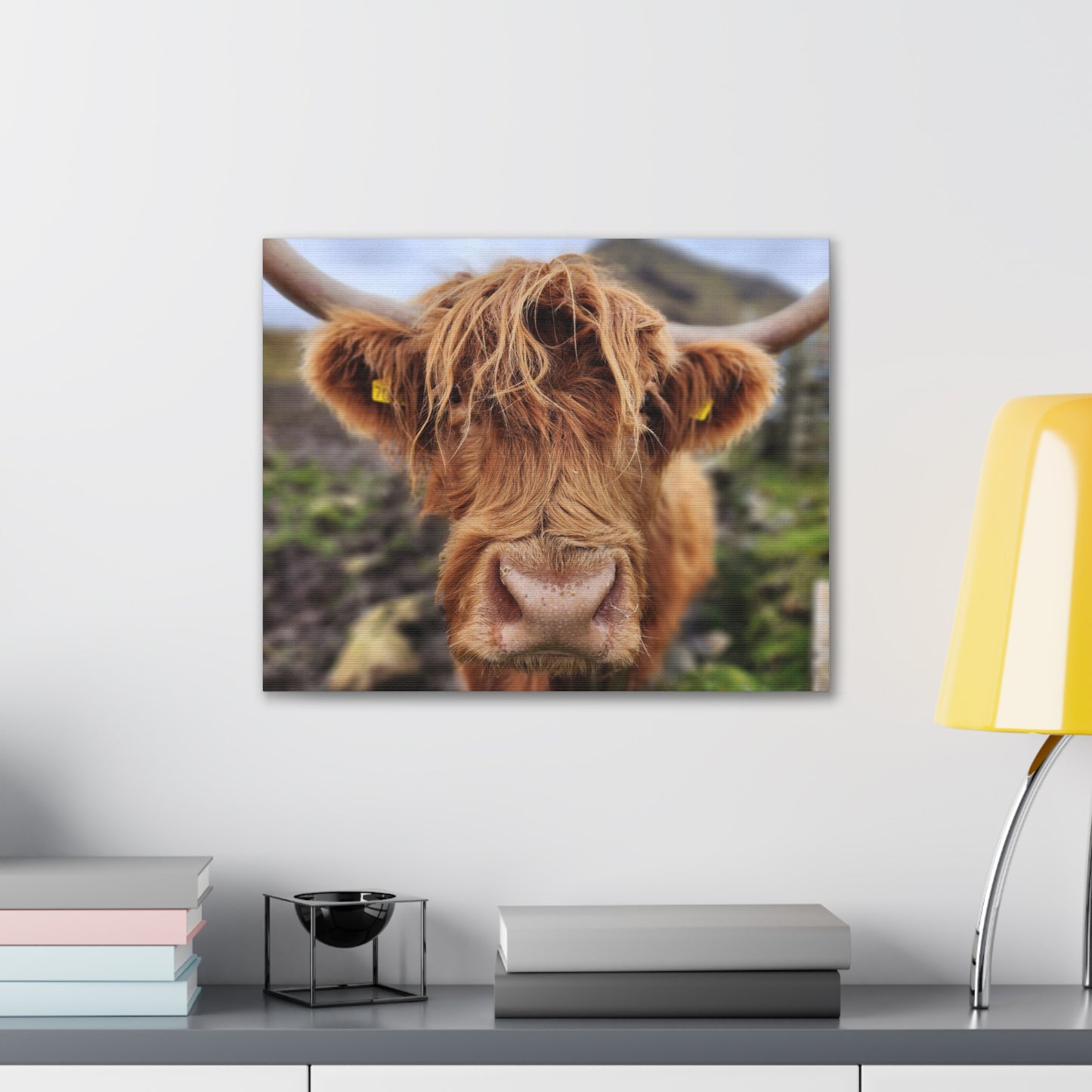 Highland Cattle Canvas Gallery Wraps