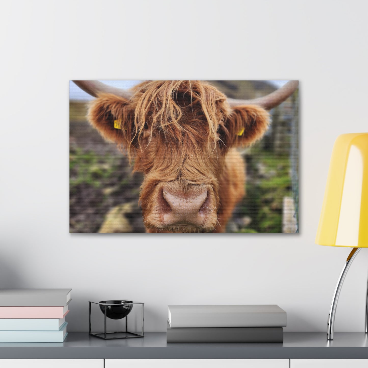 Highland Cattle Canvas Gallery Wraps