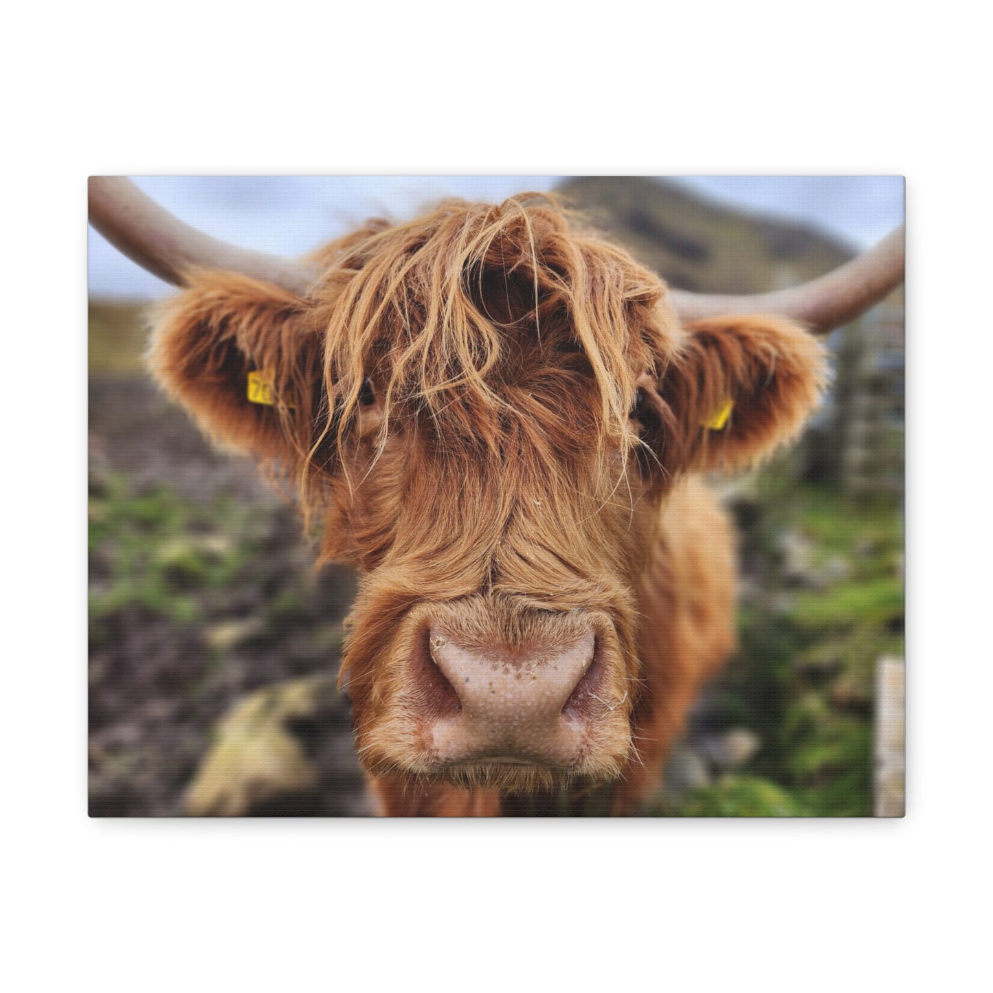 Highland Cattle Canvas Gallery Wraps