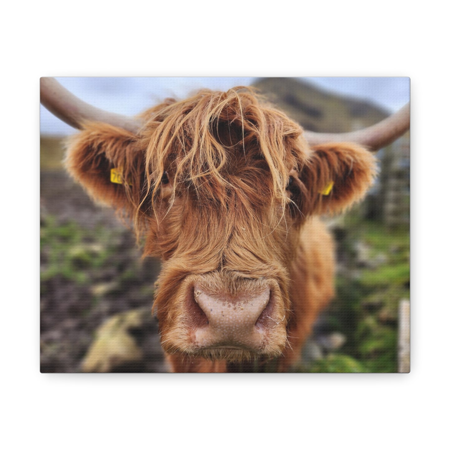 Highland Cattle Canvas Gallery Wraps