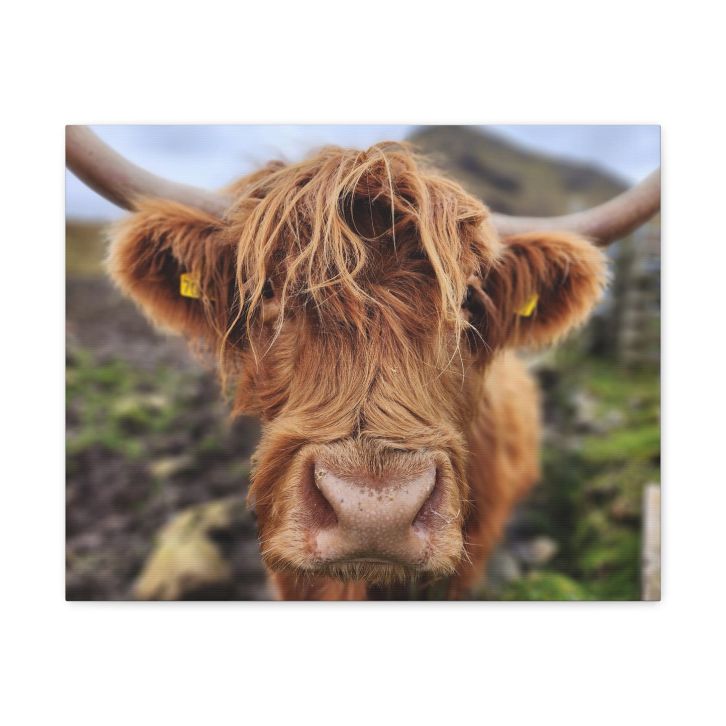 Highland Cattle Canvas Gallery Wraps