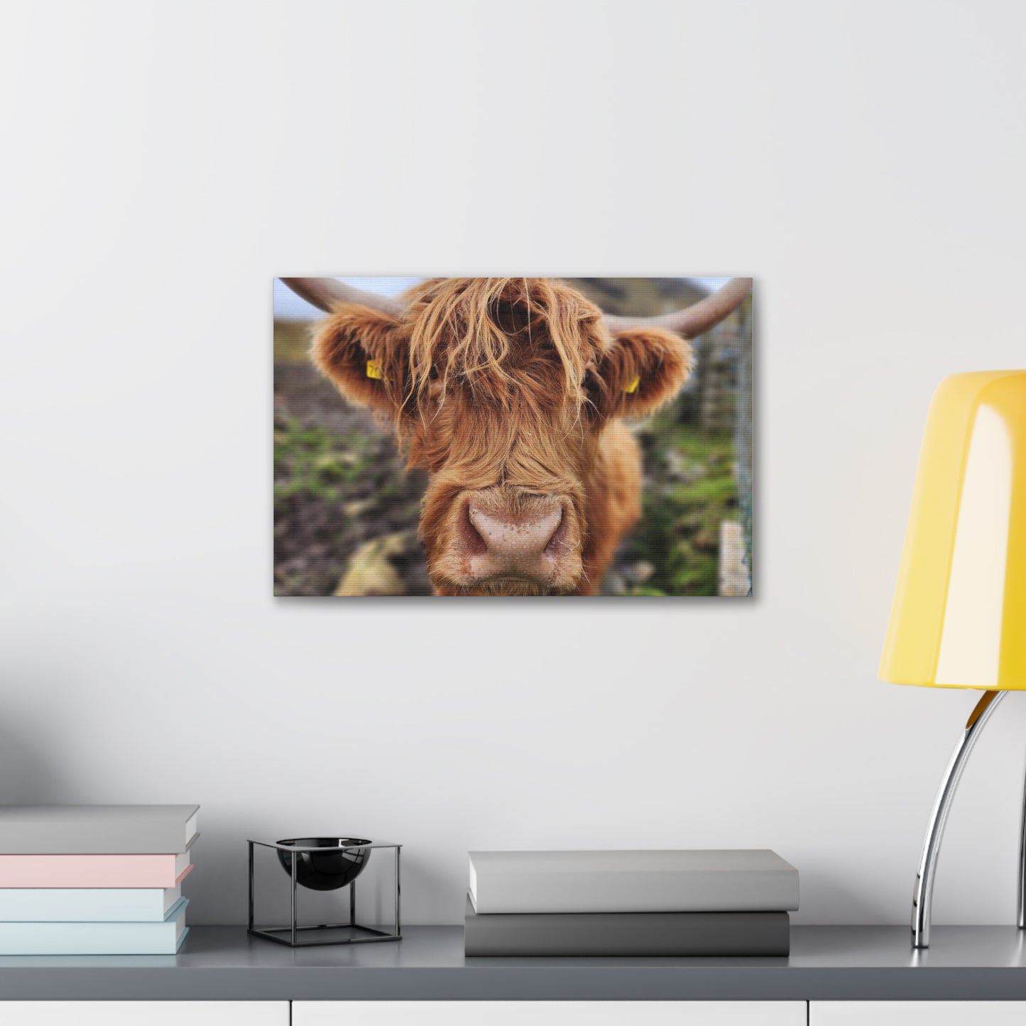 Highland Cattle Canvas Gallery Wraps