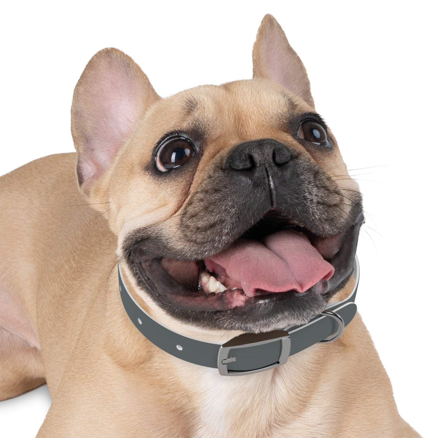 CUSTOM Dog Collar - Personalize Your Pup's Style