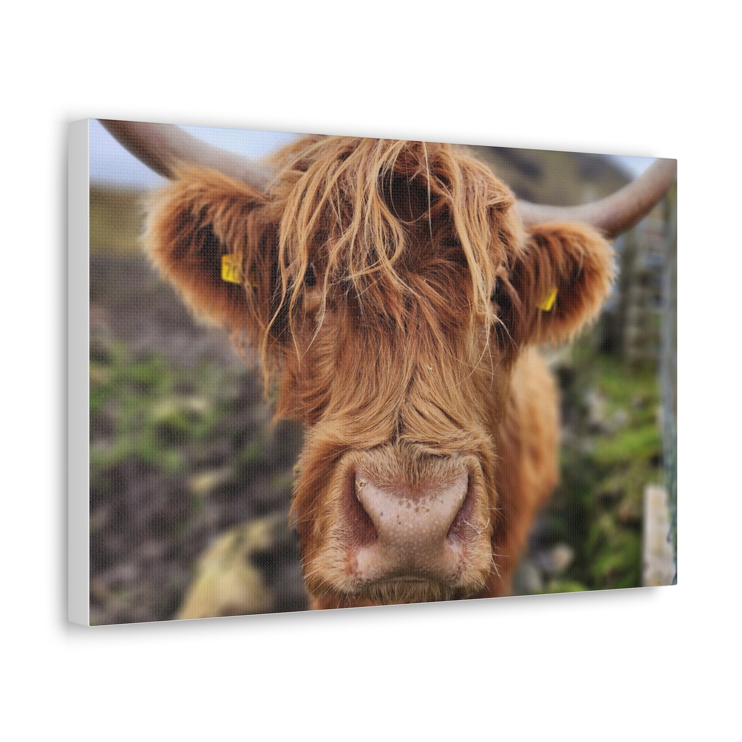 Highland Cattle Canvas Gallery Wraps