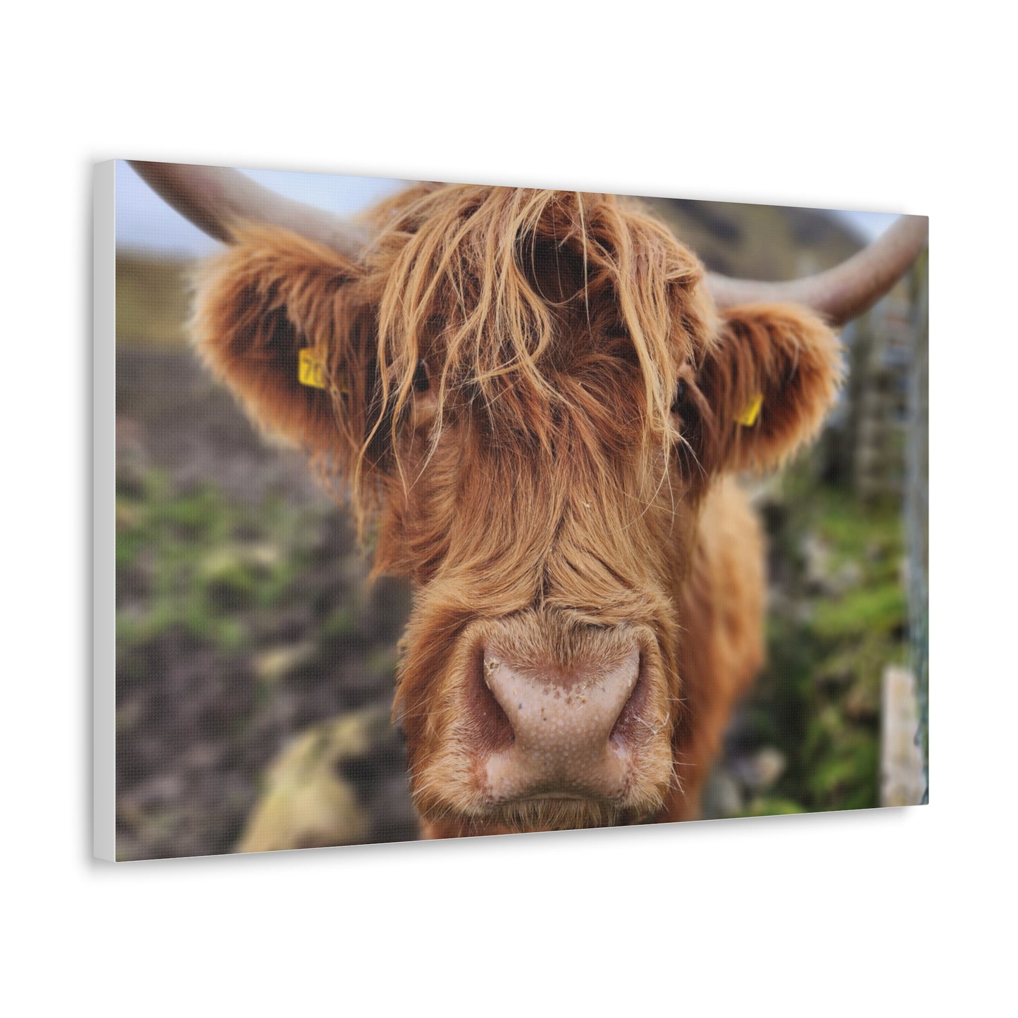 Highland Cattle Canvas Gallery Wraps