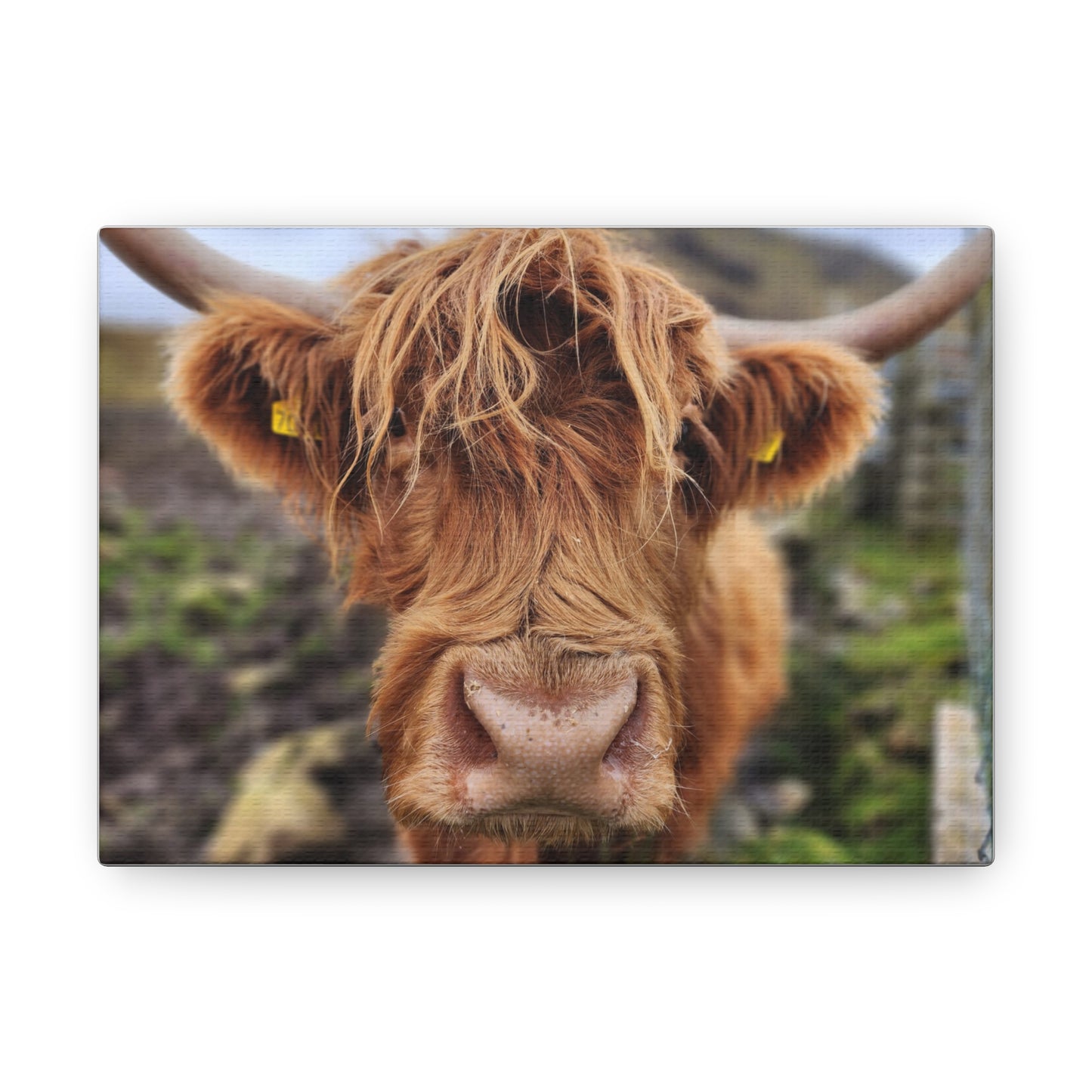 Highland Cattle Canvas Gallery Wraps