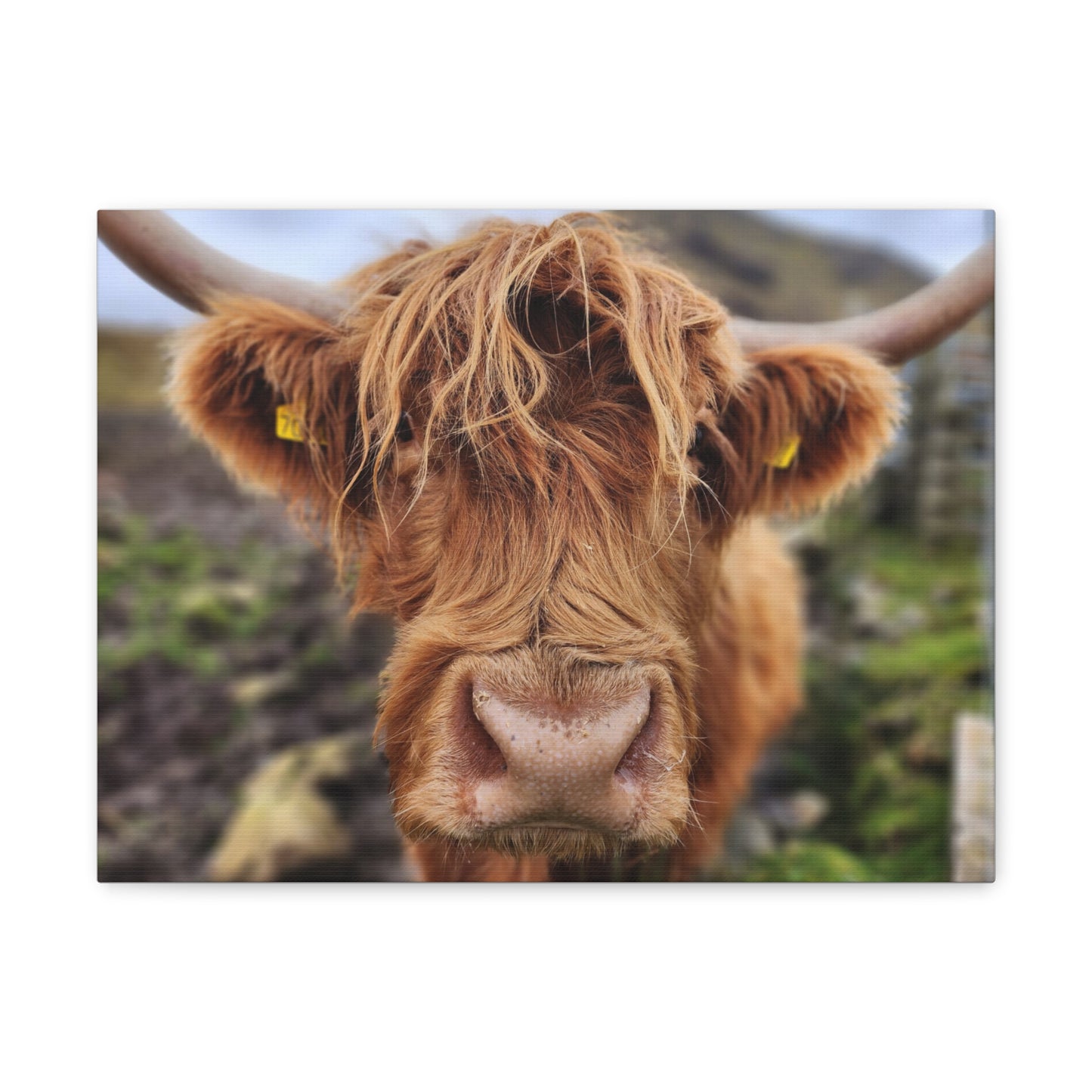 Highland Cattle Canvas Gallery Wraps