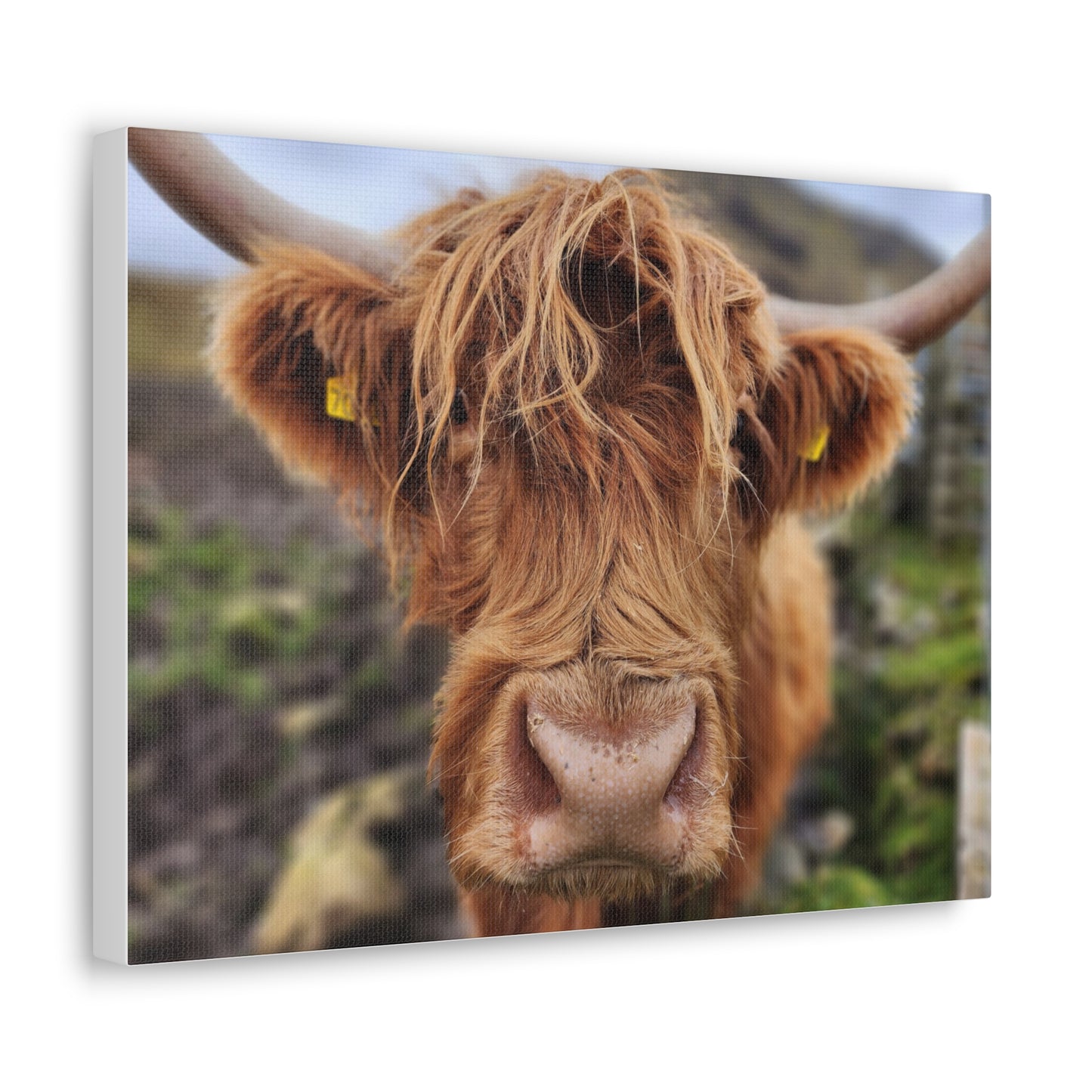 Highland Cattle Canvas Gallery Wraps