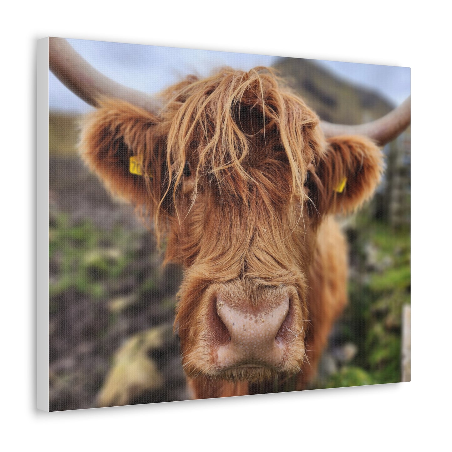 Highland Cattle Canvas Gallery Wraps