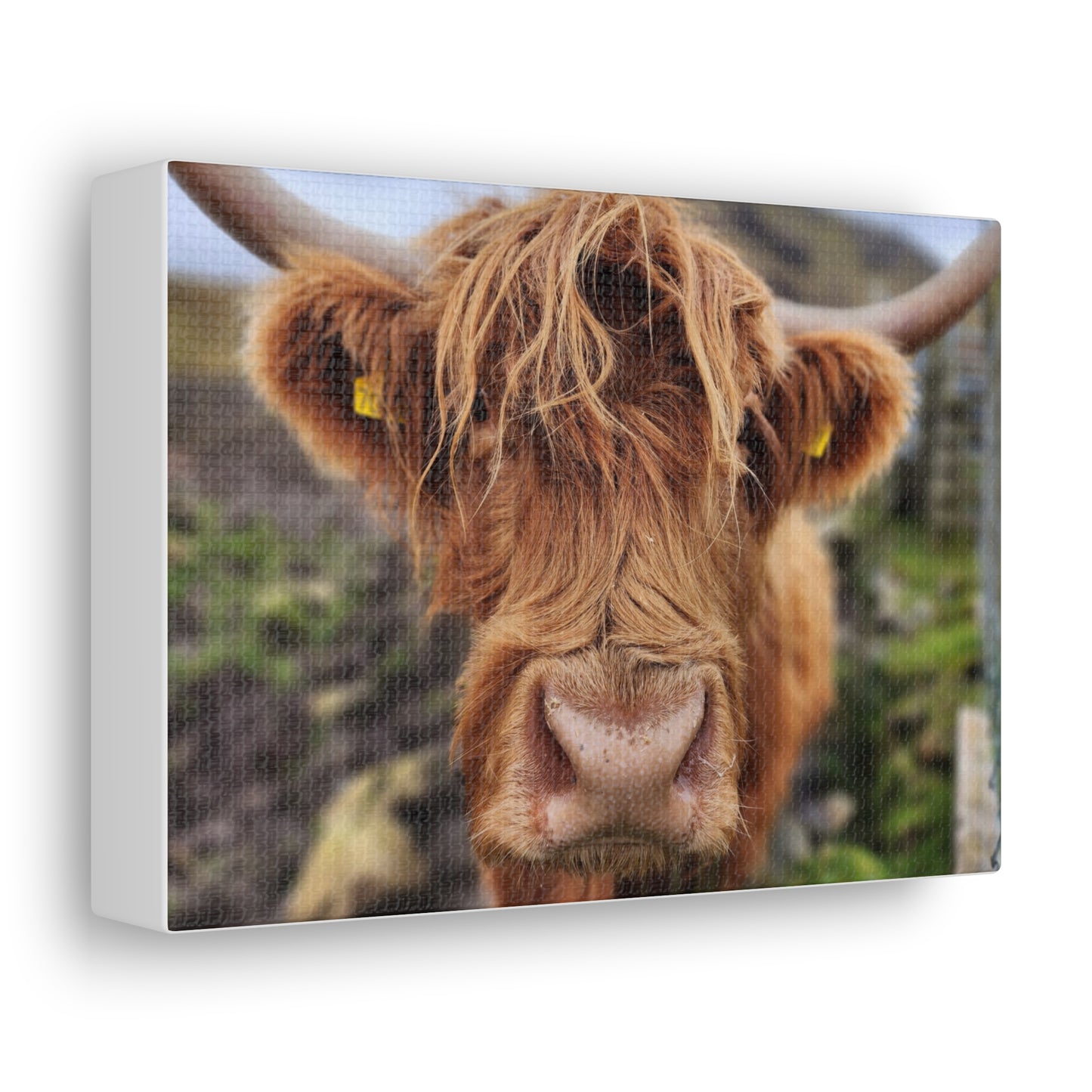 Highland Cattle Canvas Gallery Wraps